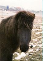 Kragi – Foto 2